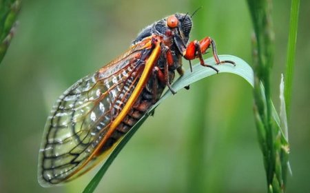 Periodical cicadas will emerge this spring. Here's what to know.