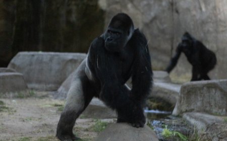 Zoo animals got quiet, exhibited nighttime behavior during total solar eclipse