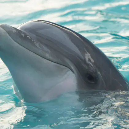 Dolphin